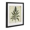 Stupell Industries Vintage Blue Botanical Illustration Framed Print Under Glass, design by Petal Prints Design